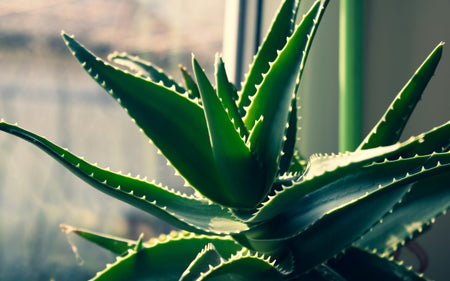 Aloe Vera Gel: Benefits, Uses & How to Choose the Best