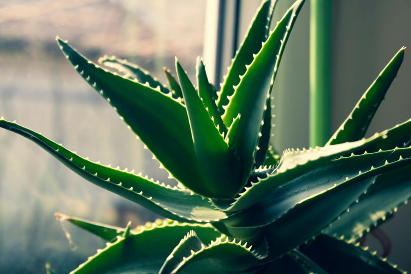 Aloe Vera Gel: Benefits, Uses & How to Choose the Best